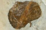 Fossil Leaf (Zizyphoides) - Montana #165034-1
